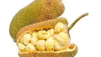 Jackfruit